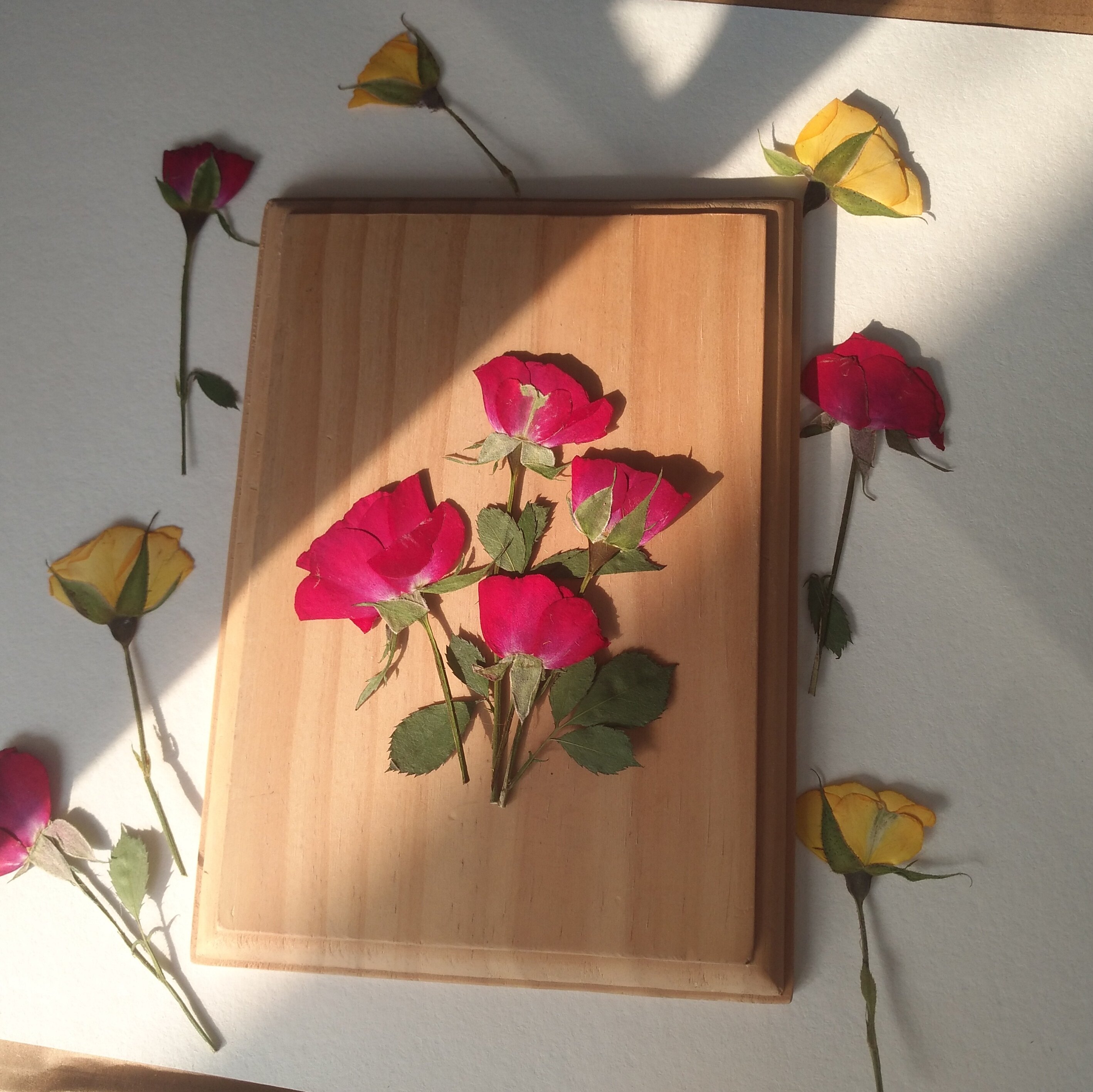 周周押侧面小玫玫瑰红黄月季花植物标本压花干花干花