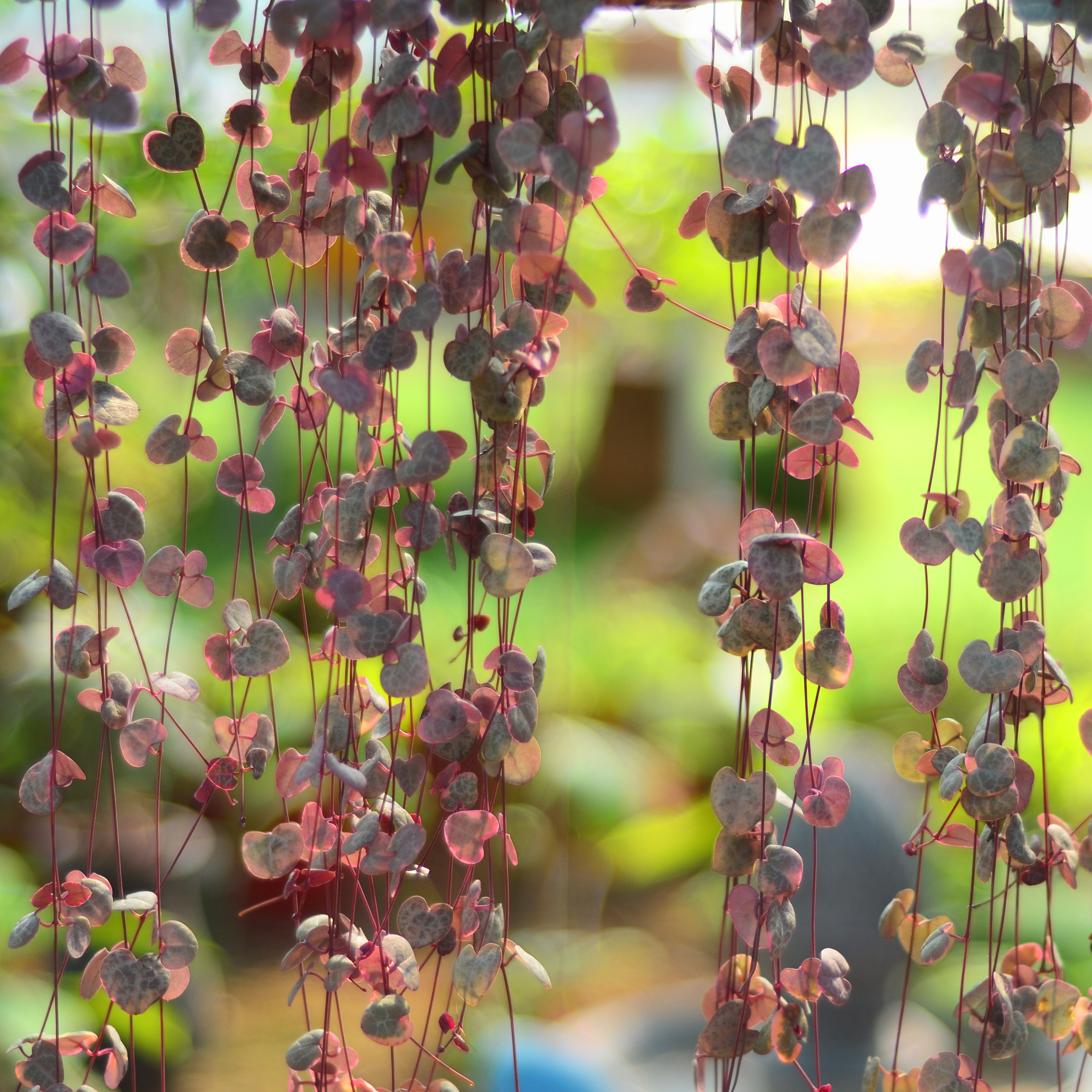 植物爱之蔓锦吊金钱多钱多盆栽心心相印藤蔓垂吊一串空气净化剂