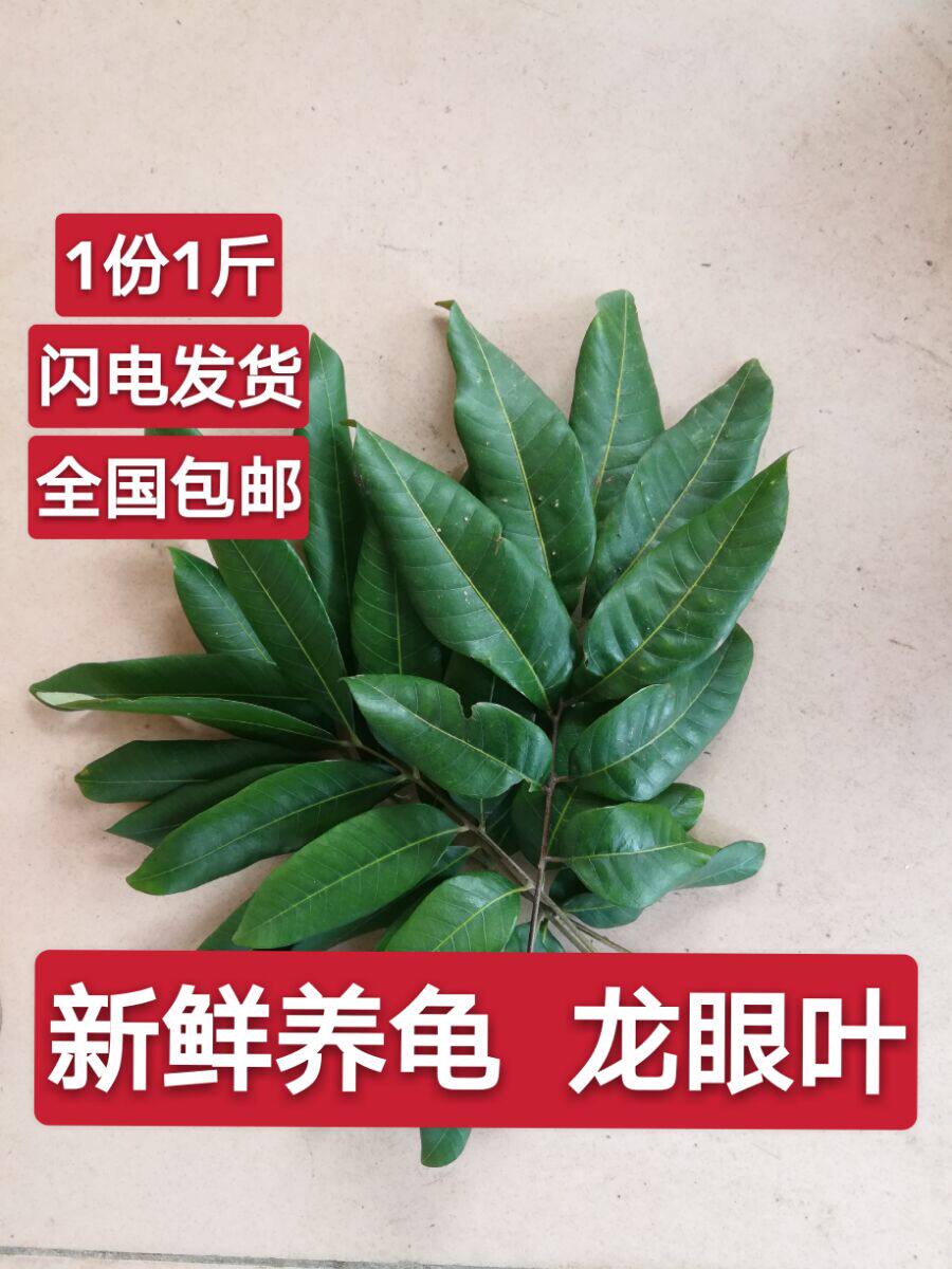 其实,龙眼不仅是美味的水果,它的叶子也有大用途!