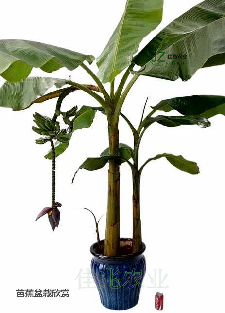 芭蕉芭蕉树树苗球头绿天扇仙甘蕉芭大蕉庭院绿植观叶