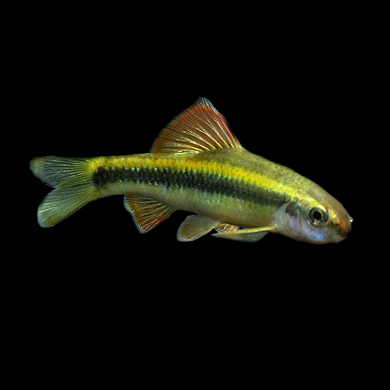 冷水小泉小鰁冷水鱼不用加温藻鱼垃圾原生清道夫鱼