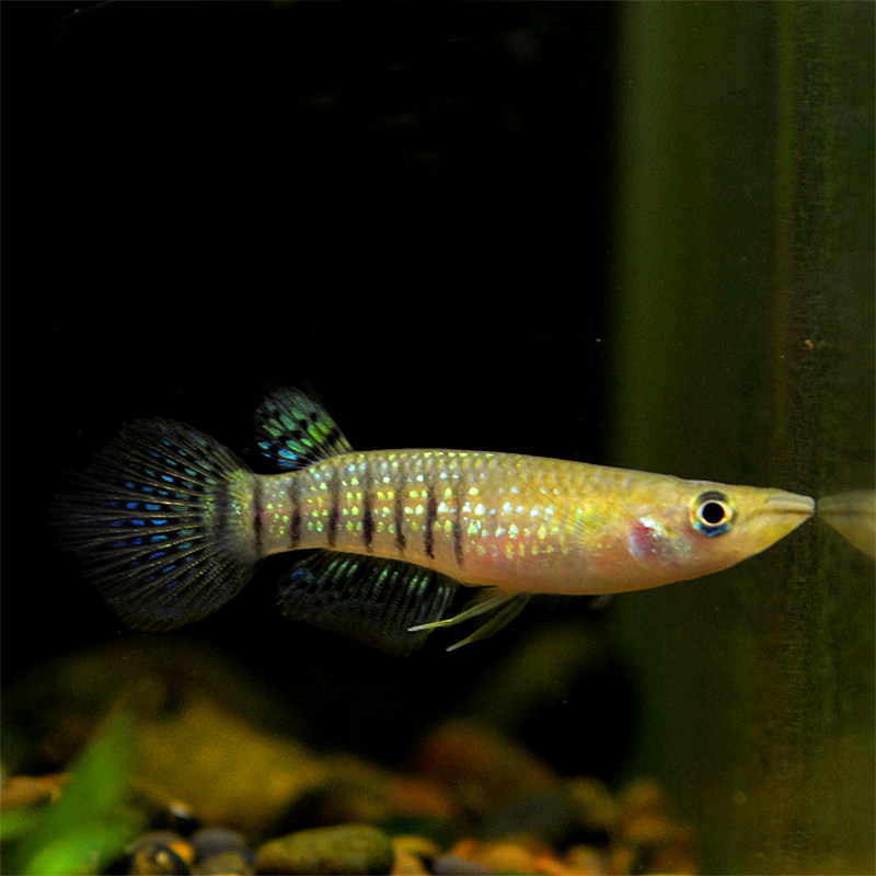 活体黄金小龙龙鱼小型猛鱼热带鳉科水草印度鱼