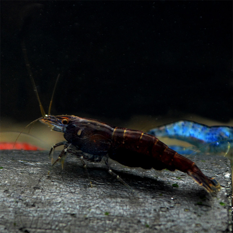 巧克力活体观赏工具虾黑宠物咖啡虾