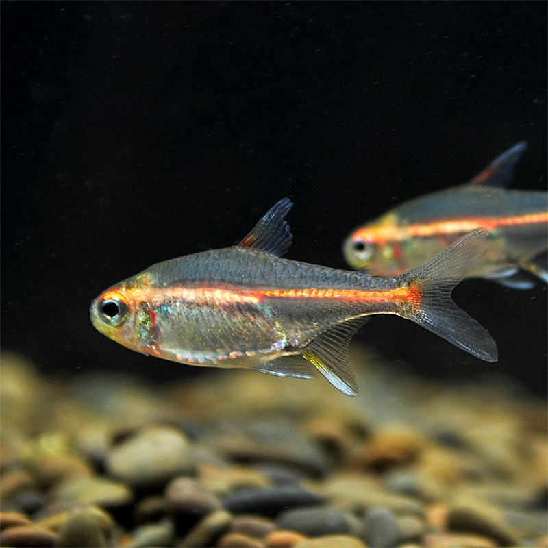 红灯热带灯管玻璃霓虹灯透明鱼红色小型鱼草游鱼鱼