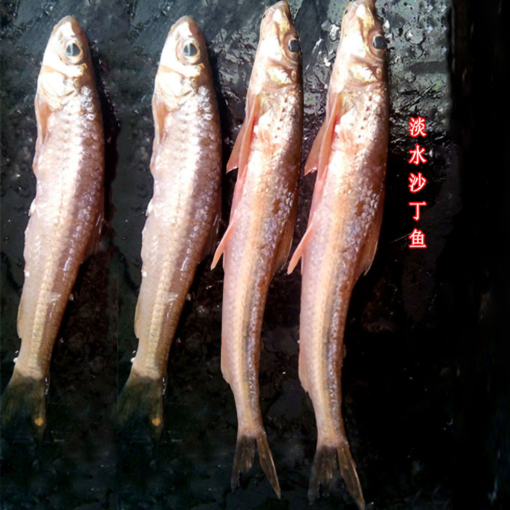 丹江口水库野生沙丁鱼/韩珠鱼新鲜鱼淡水鱼1份500g3份包邮