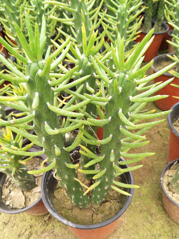 将军多肉植物仙人柱属将军柱一颗多头单颗缀化绿植