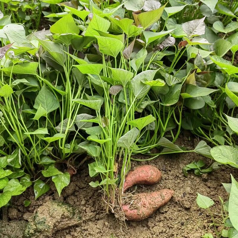 红薯地瓜苗紫薯苗蜜薯西瓜板栗秧苗烟薯山芋番薯