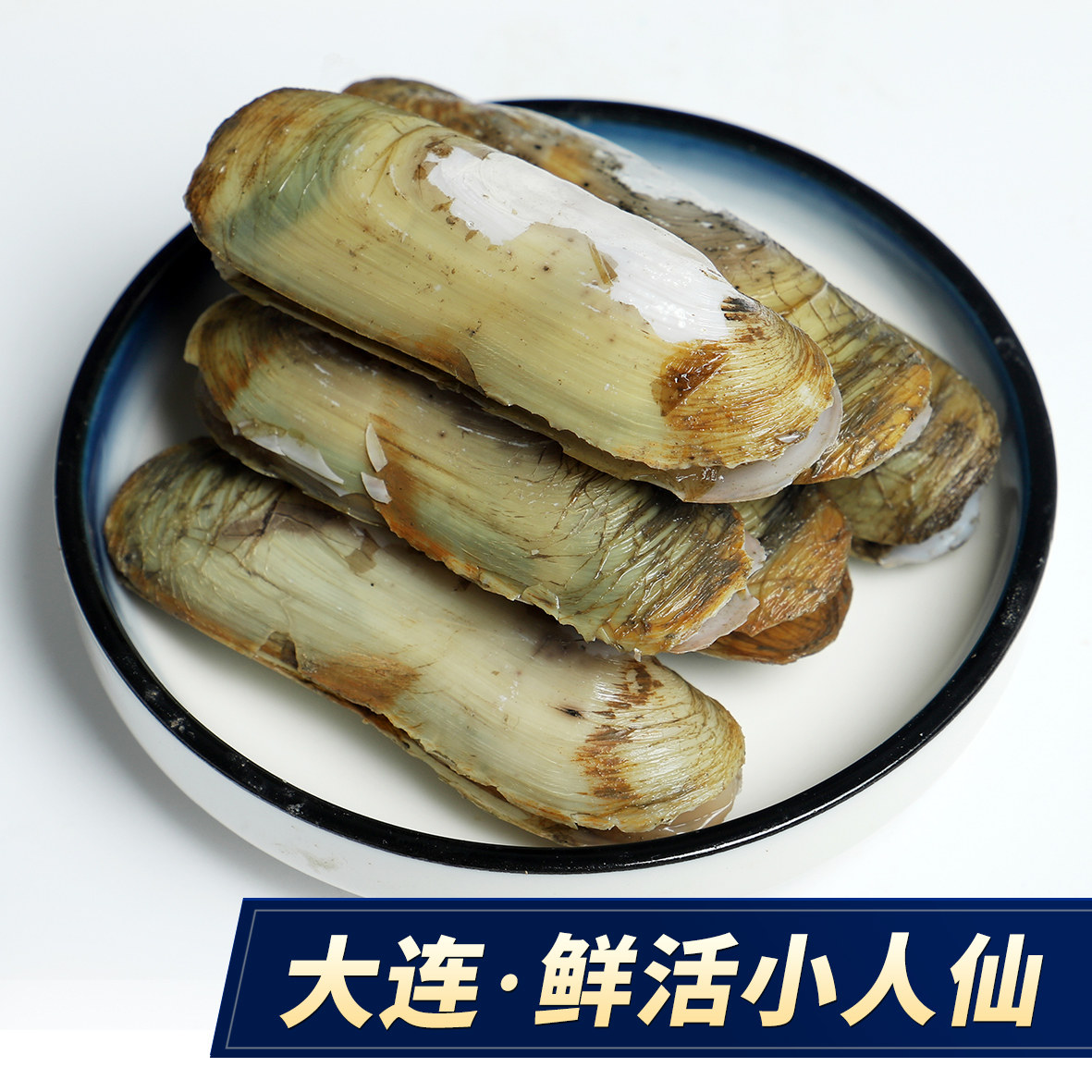 小人大连野生仙小双头海贝特产鲜活海鲜新鲜其它