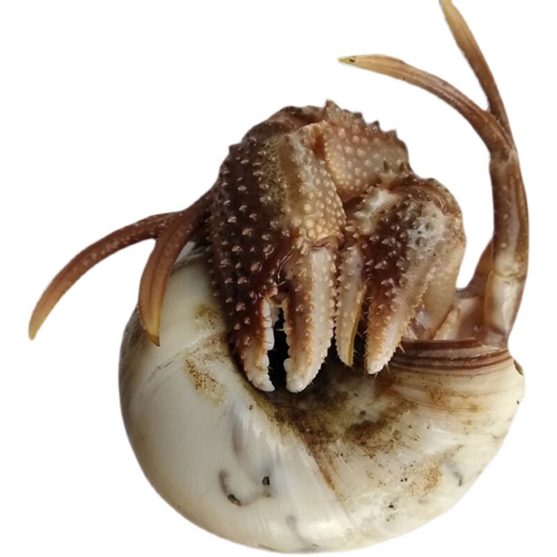 大连海怪斤包3-4只钳子超大水产海鲜其它