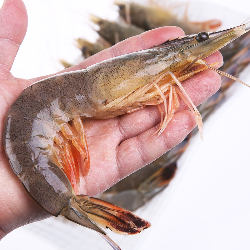 大连黄海海虾野生对虾鲜活水产大虾明虾白虾基活虾