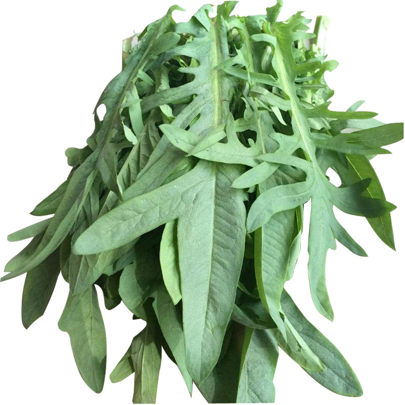 种籽野生大叶牧草种子多年生苦荬菜种鹅菜四季家庭园艺种子