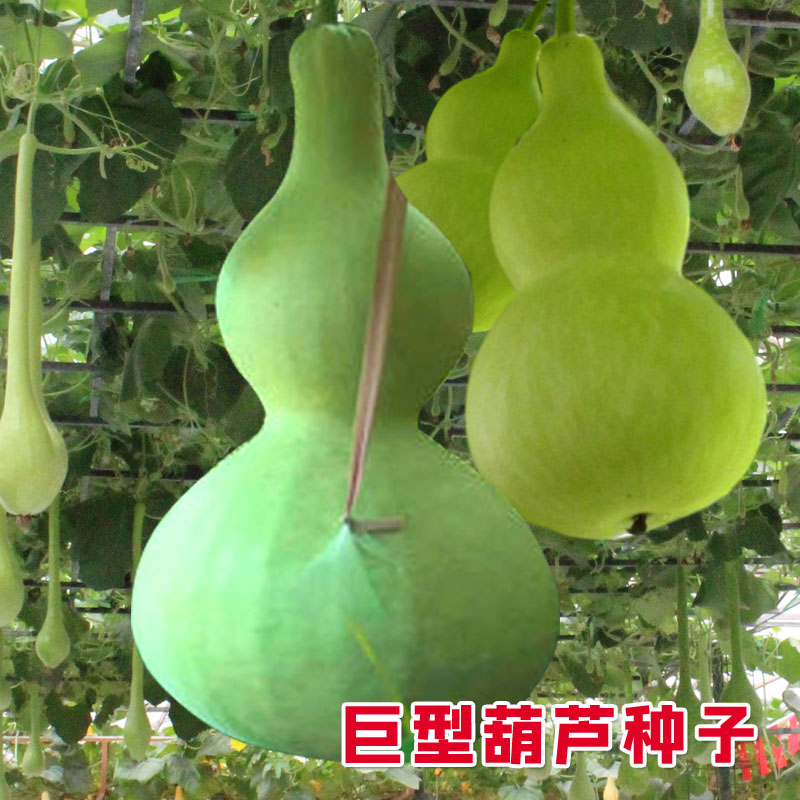 种子特大巨型天然超大葫芦庭院阳台种植巨人家庭园艺