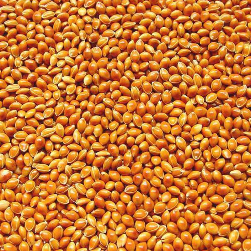 种子绿宝糯黍谷物糜子五谷粗粮适应适应性性强家庭园艺种子