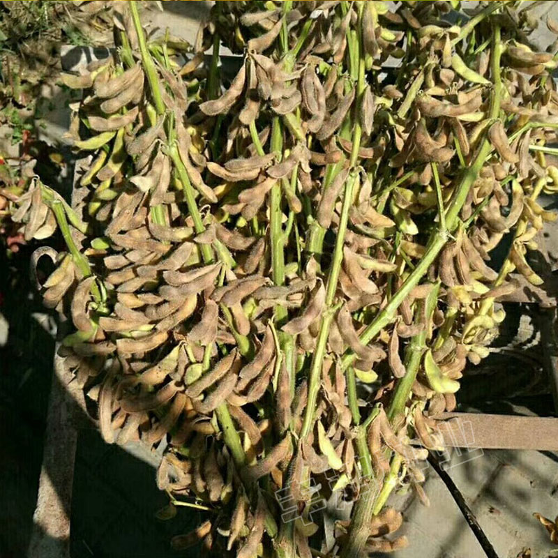 大豆黄豆种子高产千斤亩产1000斤农户大面积种植家庭园艺种子