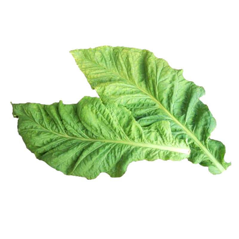 种子旱烟烟草亚布力阳台盆栽种植中熟品种纯正家庭园艺种子