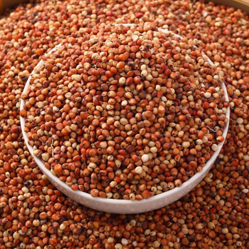 盛优红冠糯冠8号高粱种子红高粱种籽矮生抗病抗旱酿酒型高粱种子