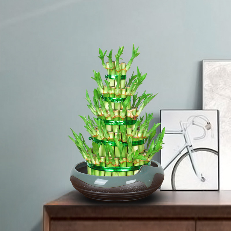 富贵竹植物水养客厅招财盆栽节节高竹塔土培绿植办公好养送礼盆景