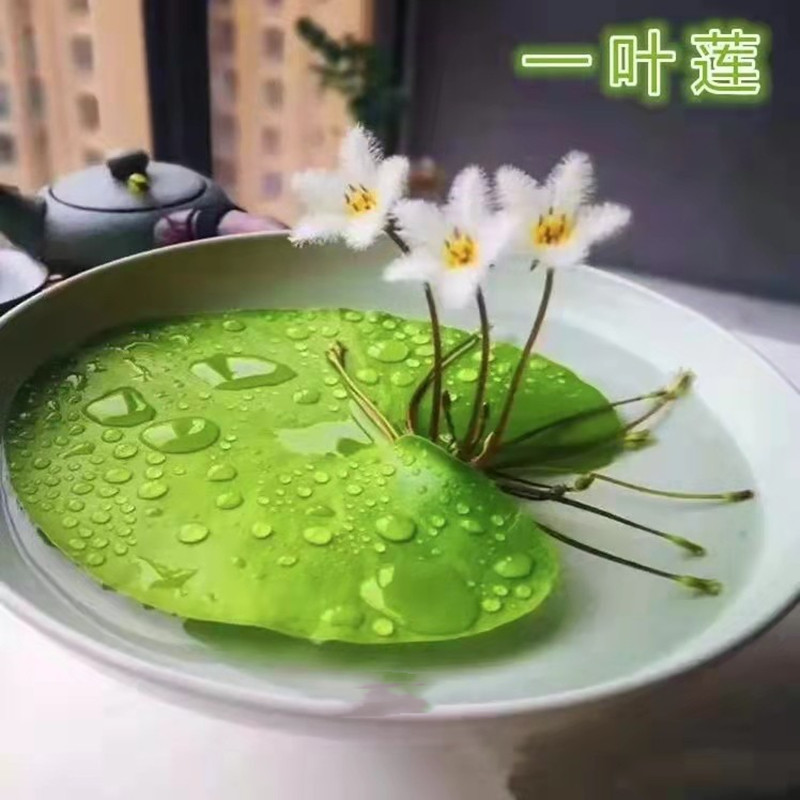 水生生水绿植漂浮水葫芦水草迷你盆栽植物培花绿植