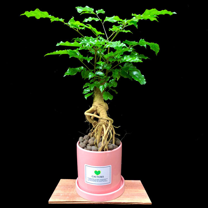 盆栽提根绿宝植物幸福树平安树客厅办公室室内小盆绿植