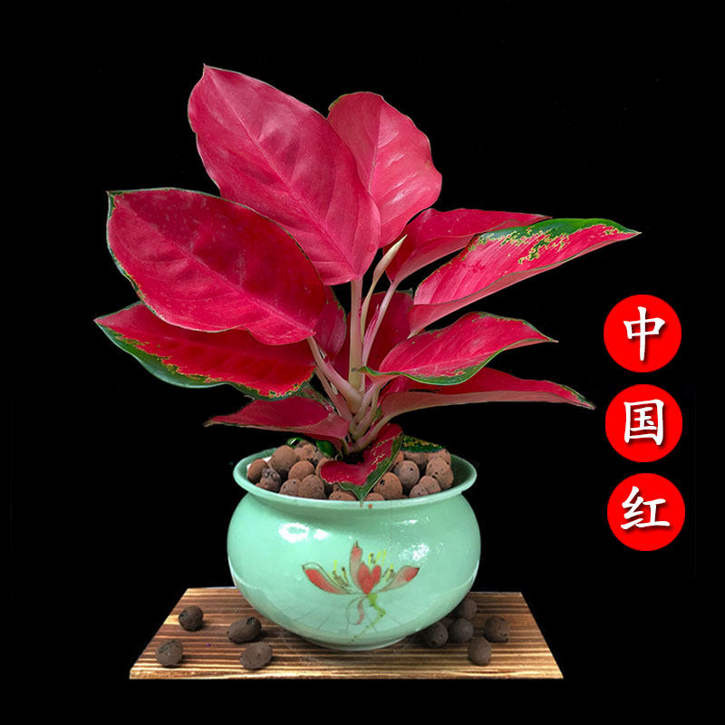 吉利红如意皇后盆栽中国红植物室内花净化空气万年红好养观叶植物