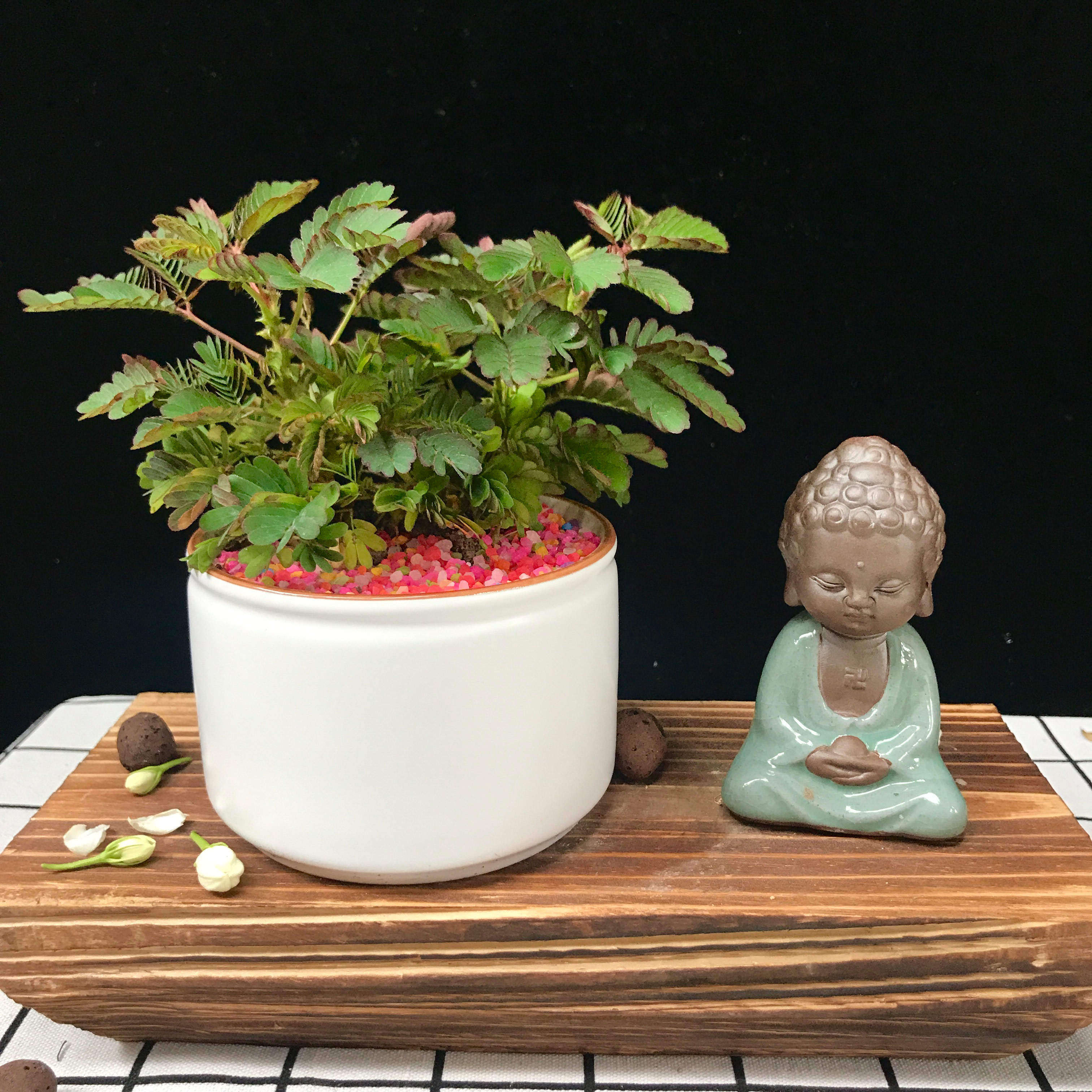 含羞草盆栽害羞植物迷你室内电脑防辐射净化空气四季绿植