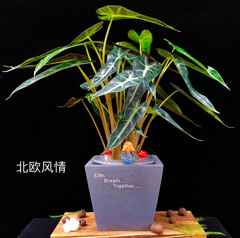 小仙女喜阴耐热绿植盆栽植物网红观音叶网红室内观绿植