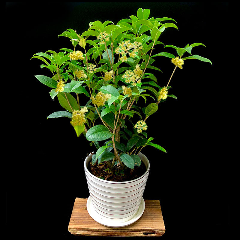 桂花花卉盆栽四季植物室内清香香型好养阳台花卉