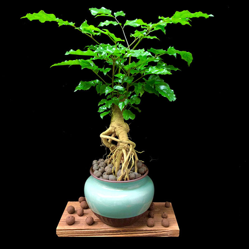 盆栽提根绿宝植物幸福树平安树客厅办公室室内小盆绿植