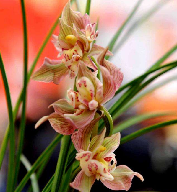 琥珀珀兰园莲瓣黄金海岸兰花花苗绿植花卉室内盆栽花卉