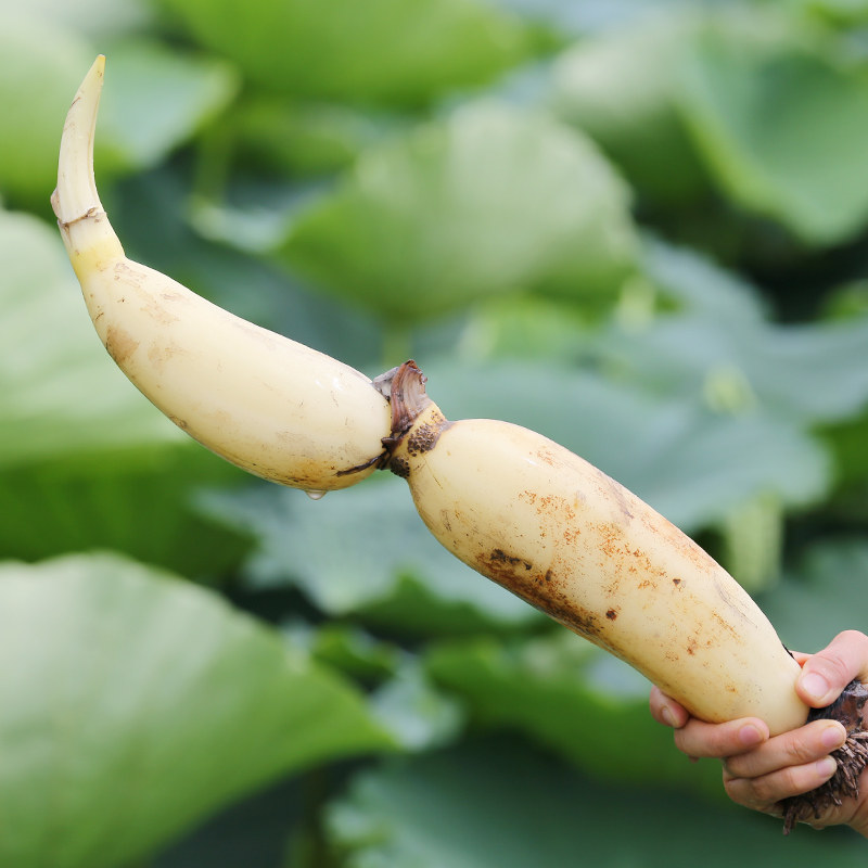 洪湖王文新鲜莲藕4斤新花藕脆水果藕白藕头莲藕