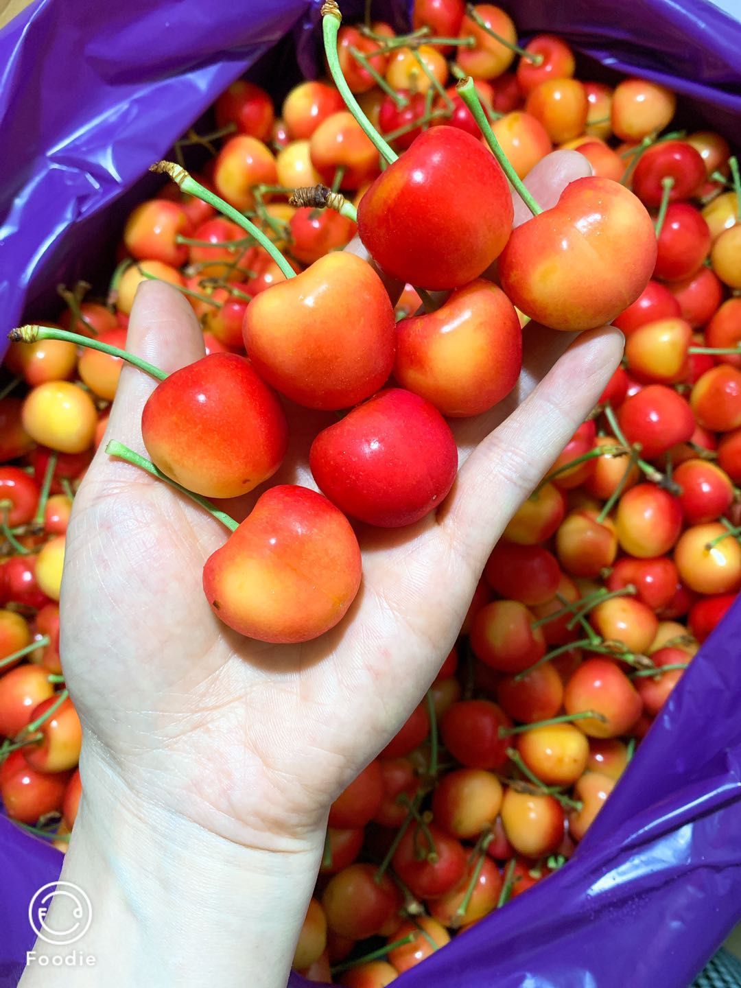 现货智利黄金车厘子雷尼尔原箱礼盒4斤3j黄樱桃车厘子