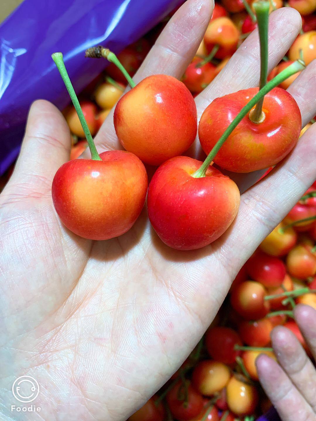 智利空运黄金车厘子雷尼尔原箱礼盒4斤3j大果黄樱桃水果上海同城