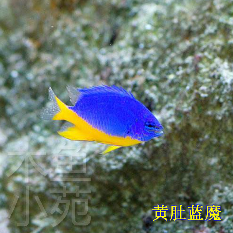 热卖活体海水鱼西施二三四间雀蓝丝绒金肚太阳双色青黄尾蓝魔活体