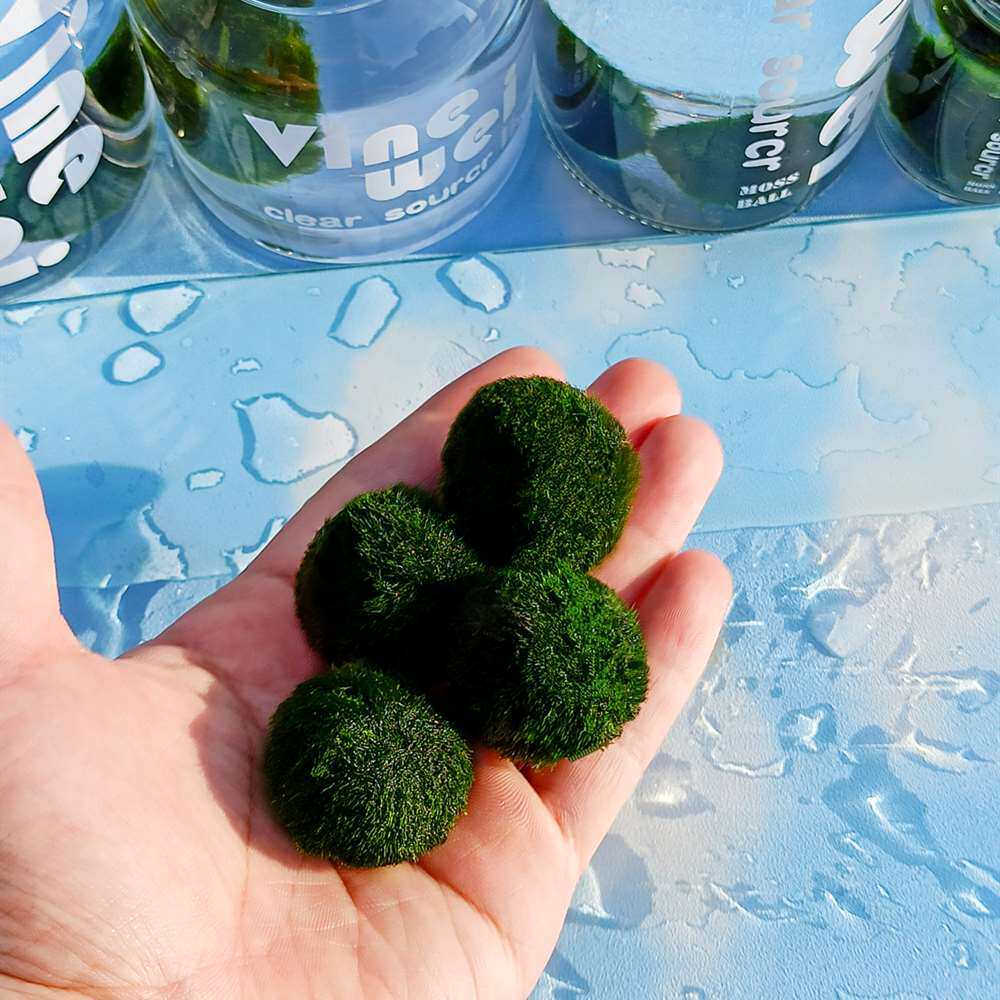 鱼缸绿藻水族箱造景球藻水培迷你球形植物mossball造景