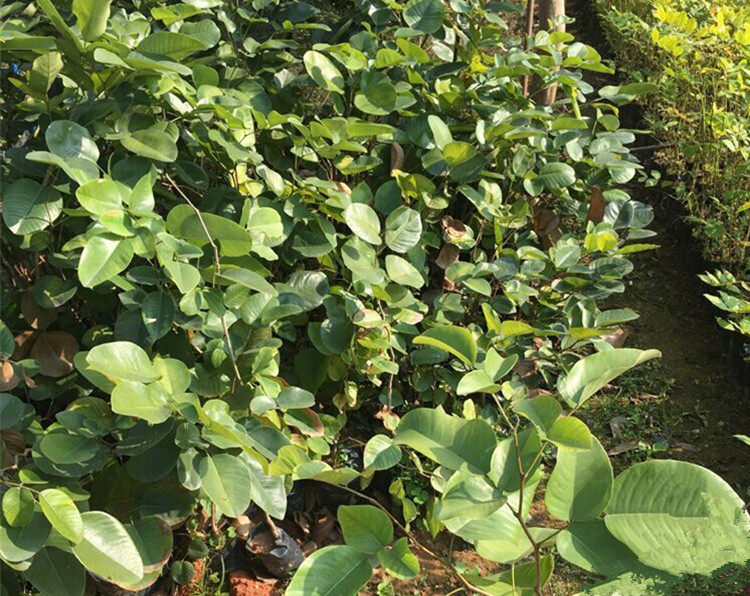 紫檀树苗正宗印度小叶檀香名贵红木盆景阳台行道树