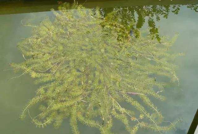水草黑藻轮叶池塘养虾蟹轮叶芽孢草苗节节灯笼水草
