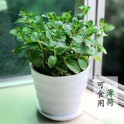 薄荷香水盆栽柠檬食用苗绿驱蚊提神香草植物绿植