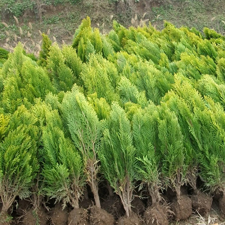 洒金绿化盆栽苗木柏苗柏树树苗小苗庭院道路观叶