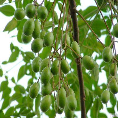 苦楝树苗工程绿化苗木苦练树苦小苗紫花哑巴行道树