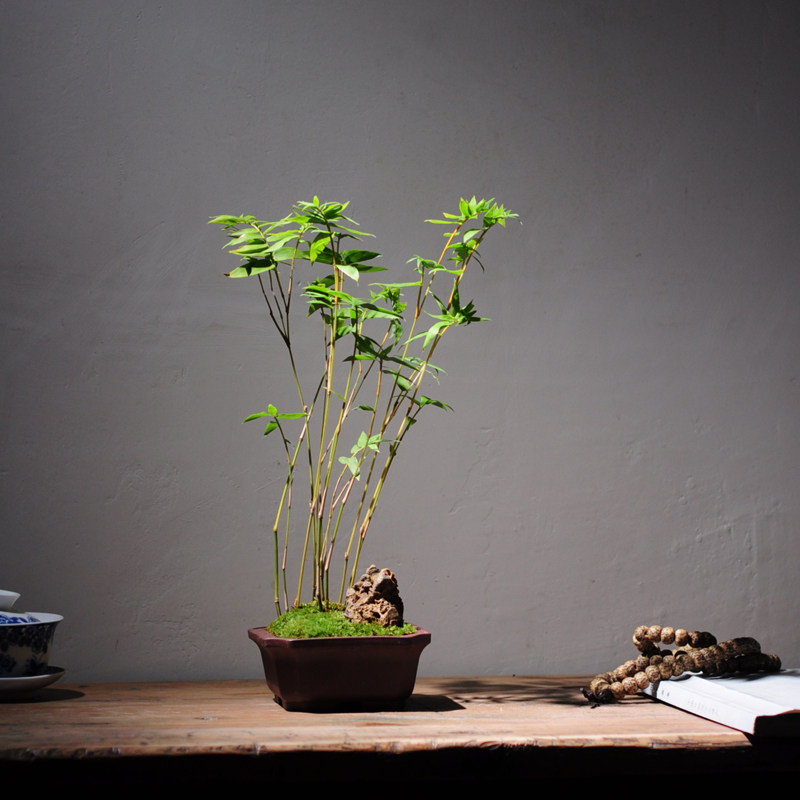 日本叶竹子茶室书房盆栽竹子丛生观本金品竹精品造型盆景