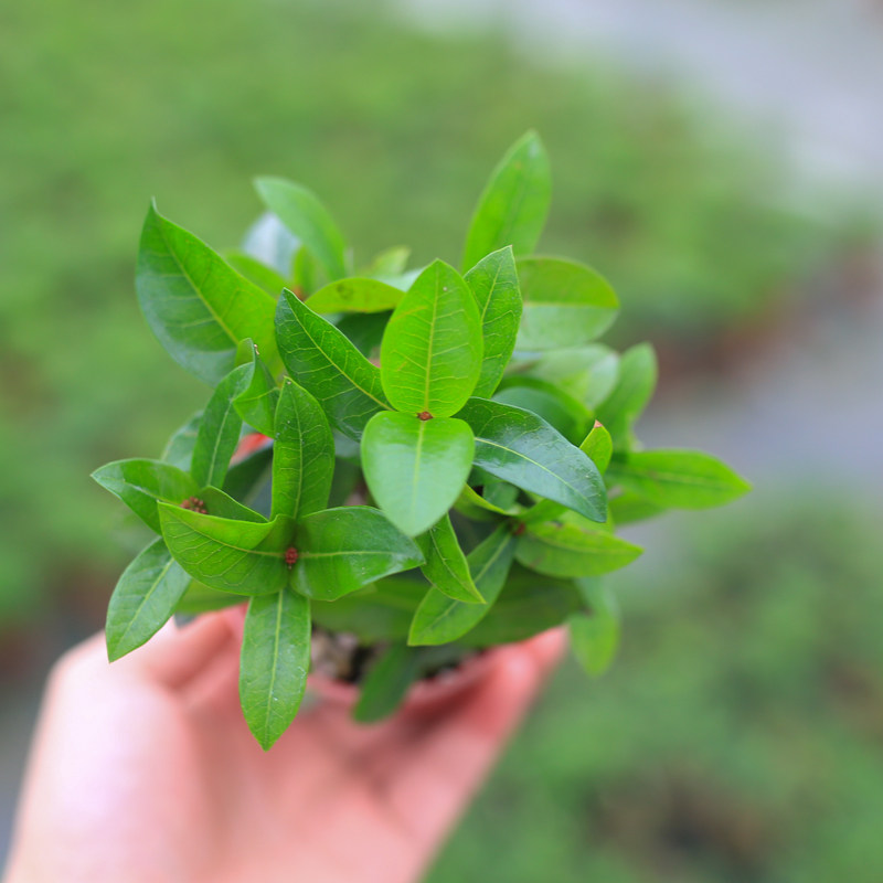 龙船花盆栽小苗小叶微型绿植花卉植物室内花卉办公桌阳台四季常开