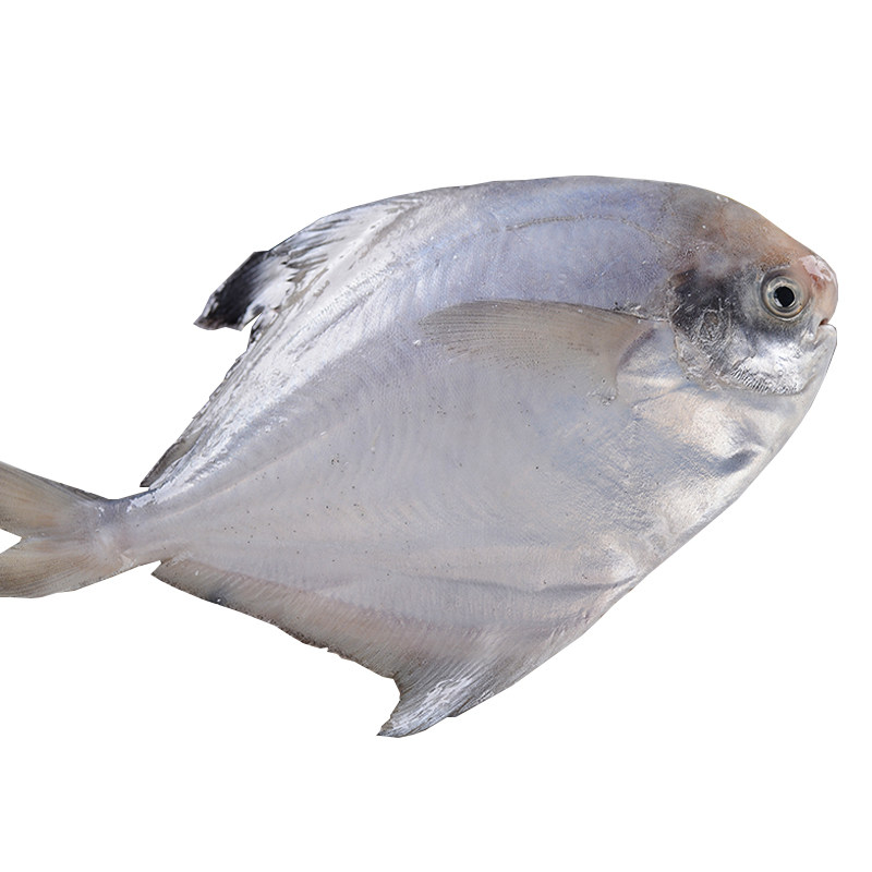 野生海捕银鲳鱼平鱼新鲜海鱼宝宝辅食水产冷冻鲳鱼