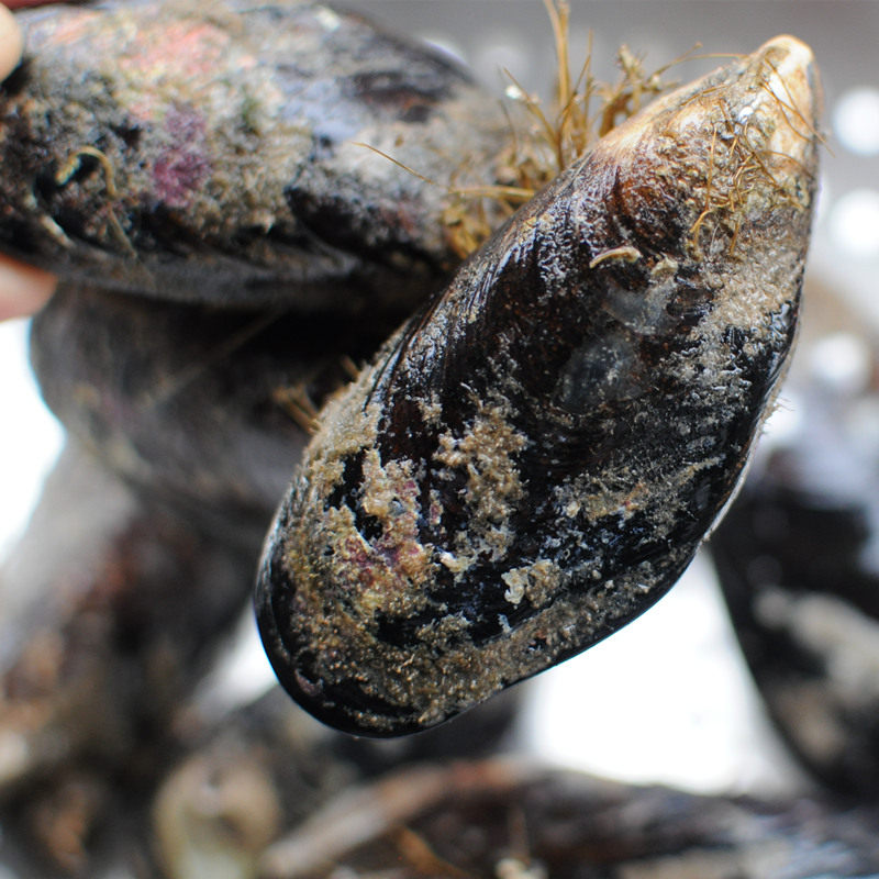 海鲜鲜活口贝野生大海海虹新鲜淡菜贻贝水产青口贝