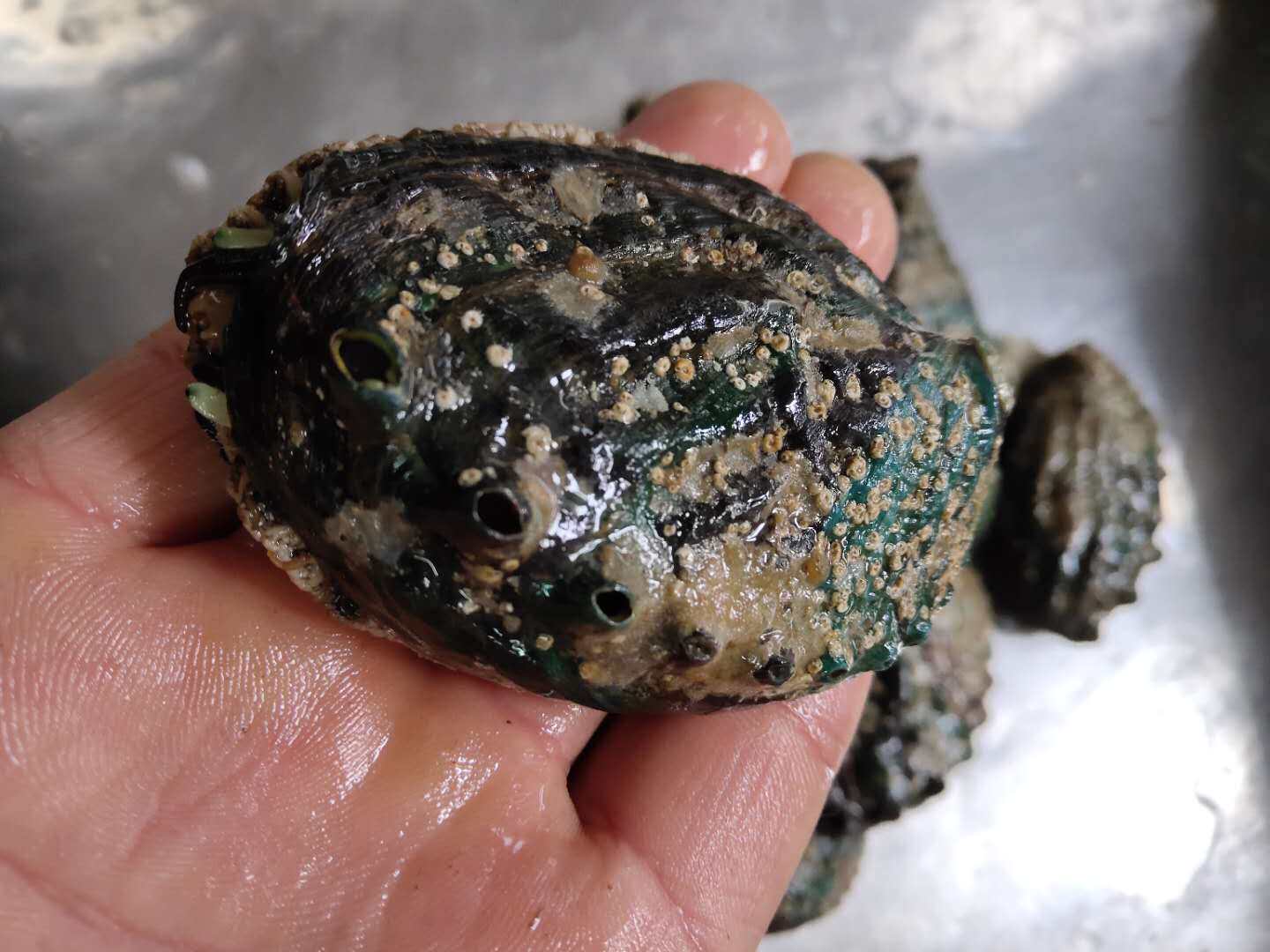 鲍鱼野生九孔深海8头8只1斤2斤138元包邮鲍鱼