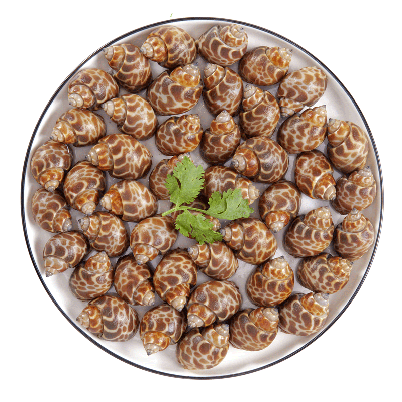 新鲜花香螺螺花东风冰冻猫眼田螺海螺水产贝类其它