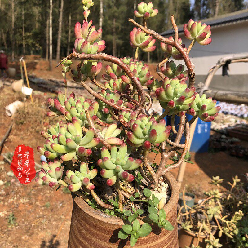 超大颗老桩果冻乙女心多植物稀有贵重品种办公室多肉植物