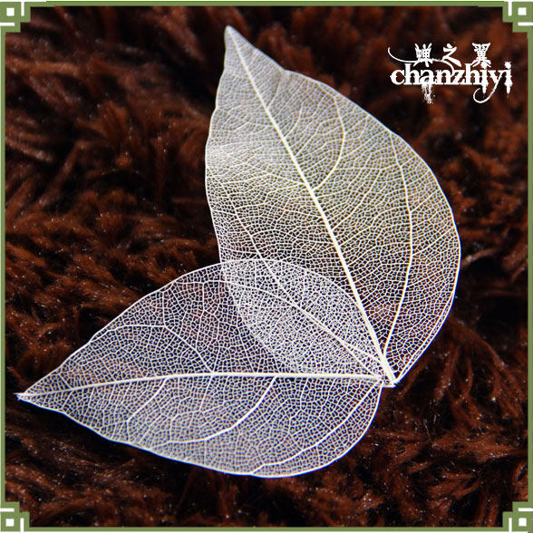 叶脉天然金刚金刚树树叶标本拍摄道具画儿儿童仿真绿植