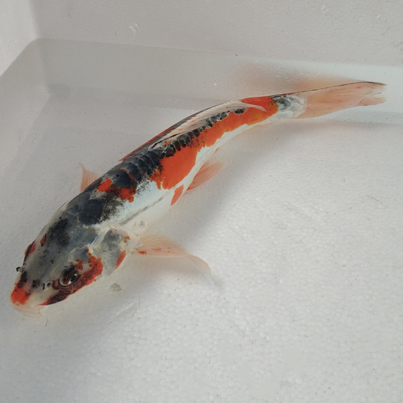 翠锦鲤鱼活体德系小金鱼活鱼鱼苗好养耐活草鱼鱼