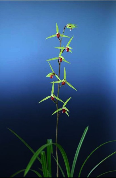 包邮自然老种 兰花苗 寒兰名品【雪中红】室内绿植花卉园艺盆景