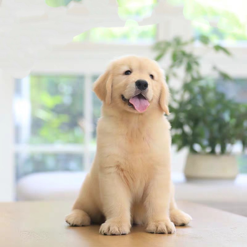 金毛纯种幼犬活体宠物宠物狗狗狗忠实巡回大型狗狗